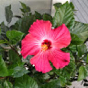 Meet your Posher, Alyson